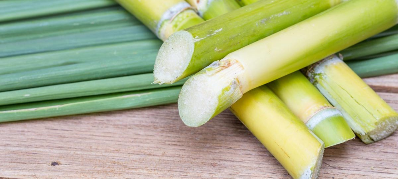 Confira aqui as canas mais plantadas