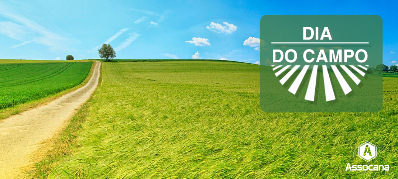 Dia do Campo