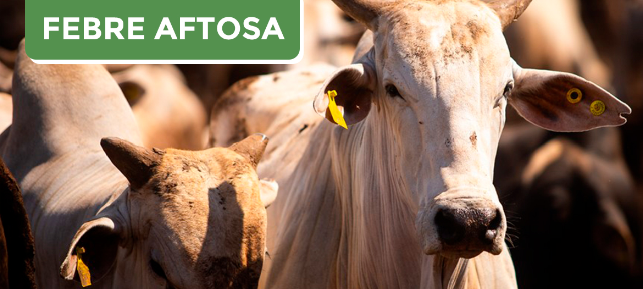 Febre aftosa: maio é mês de vacinação