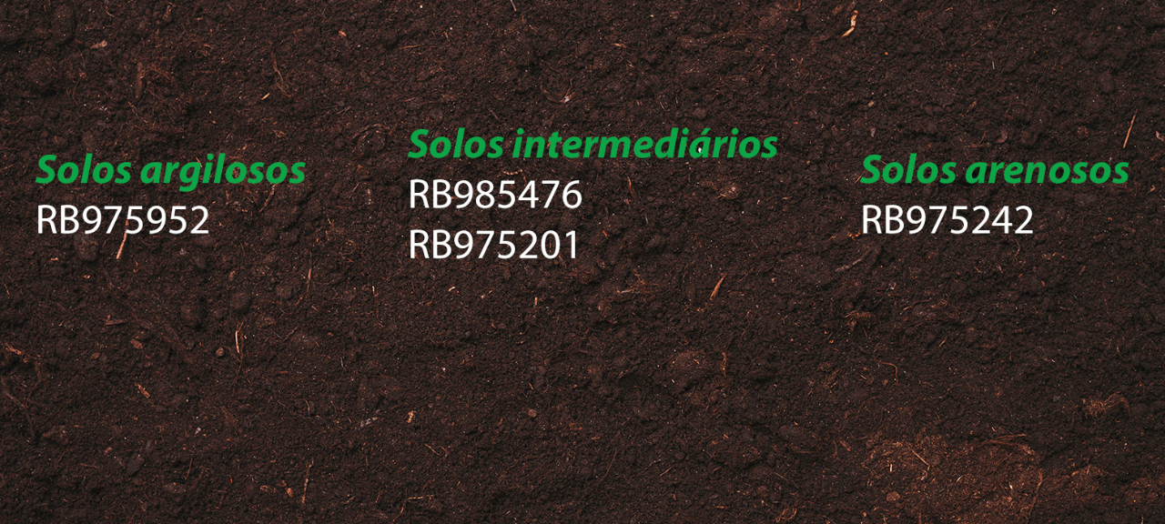 Qual é a melhor variedade para cada solo?