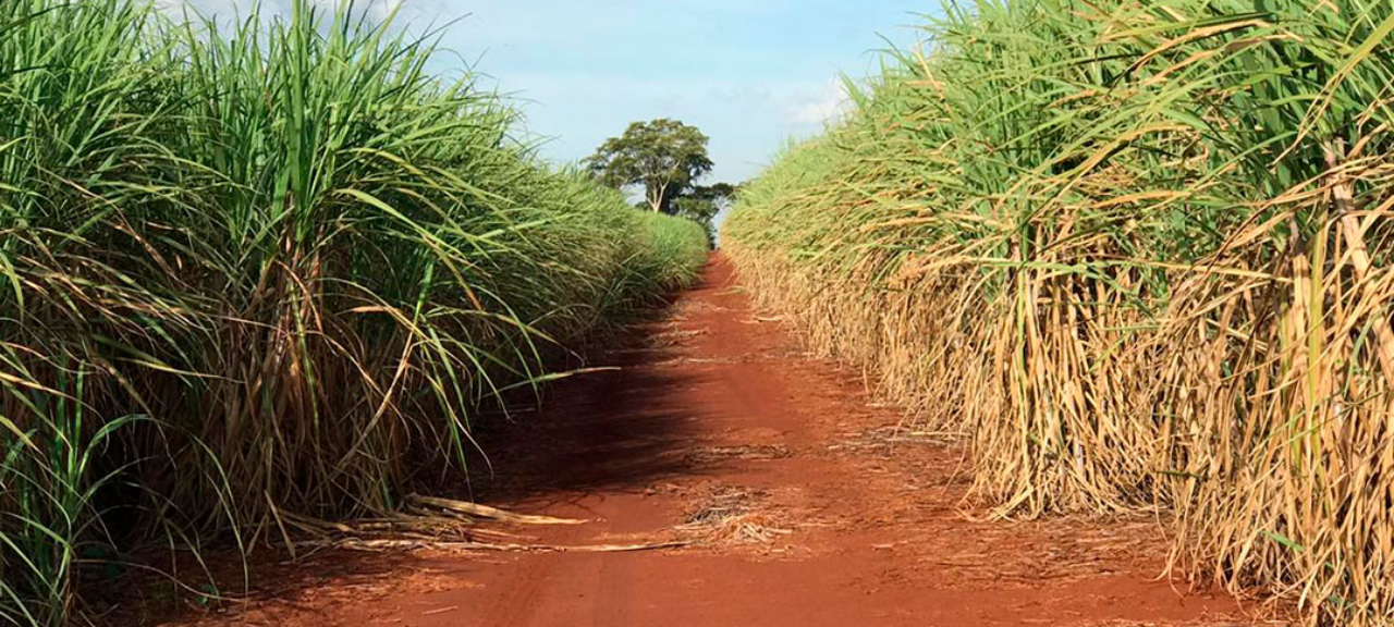 Plantas daninhas: trabalho preventivo é fundamental