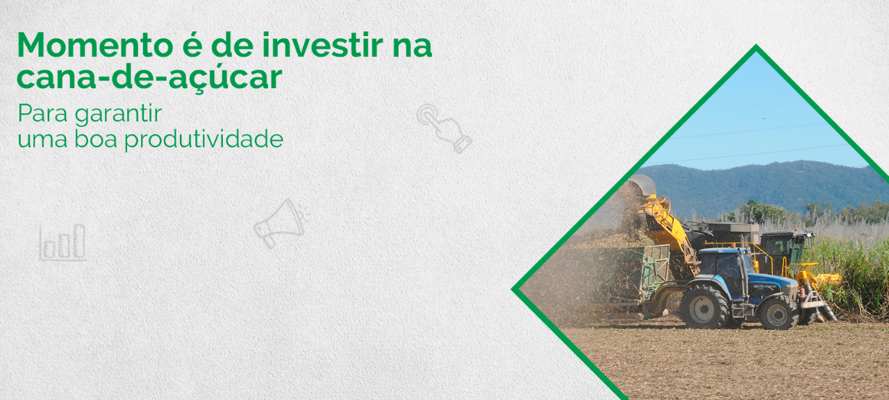 Momento é de investir na cana-de-açúcar
