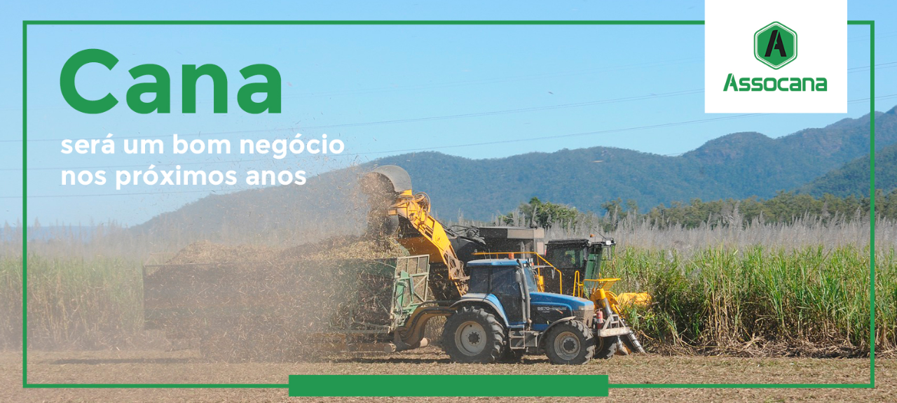 Cana será um bom negócio nos próximos anos