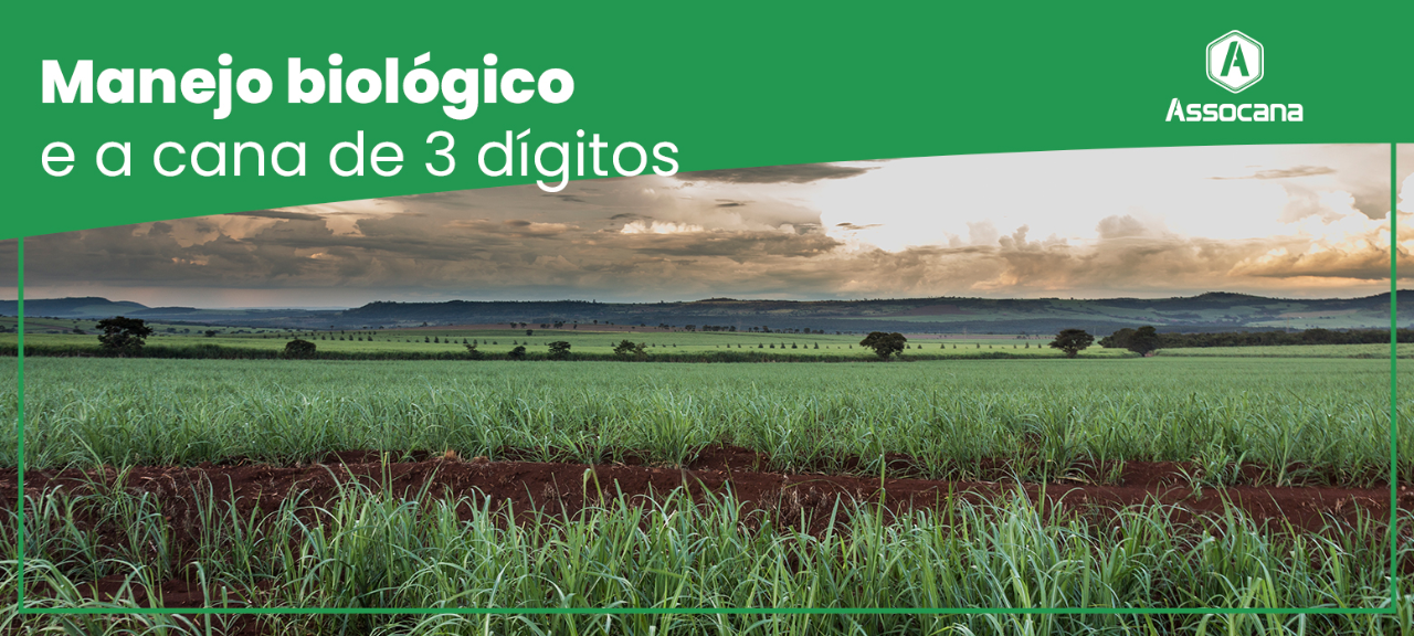 Manejo biológico e a cana de 3 dígitos