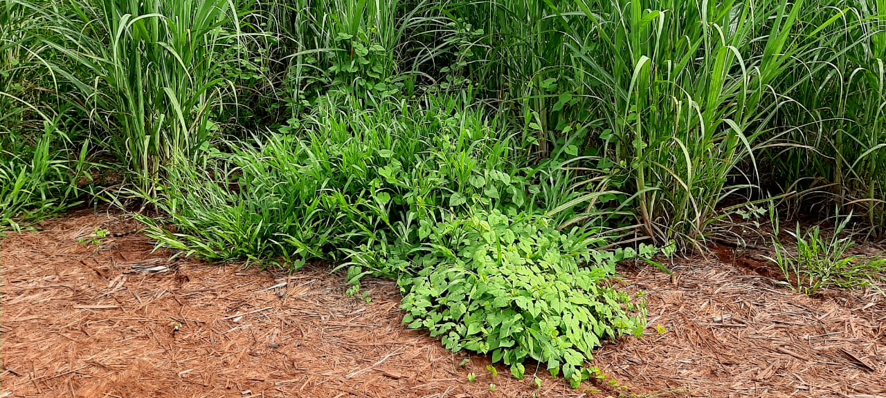 Assistência Técnica está de olho nas plantas daninhas e nas pragas