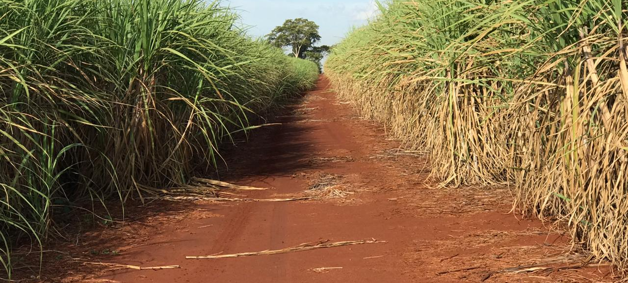 Limpeza do carreador é obrigatória