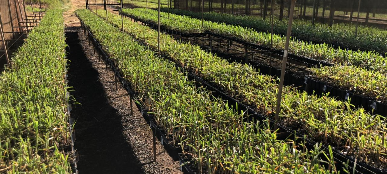 Cultivares IAC serão testados na região