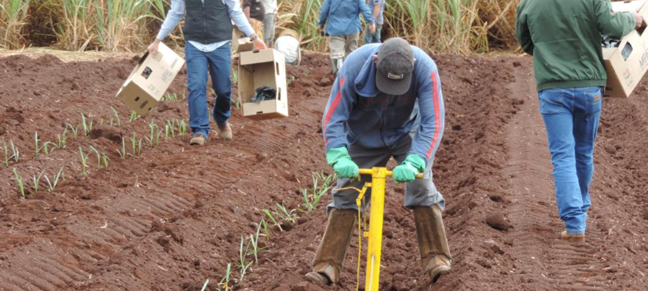 Mudas do IAC foram plantadas em maio