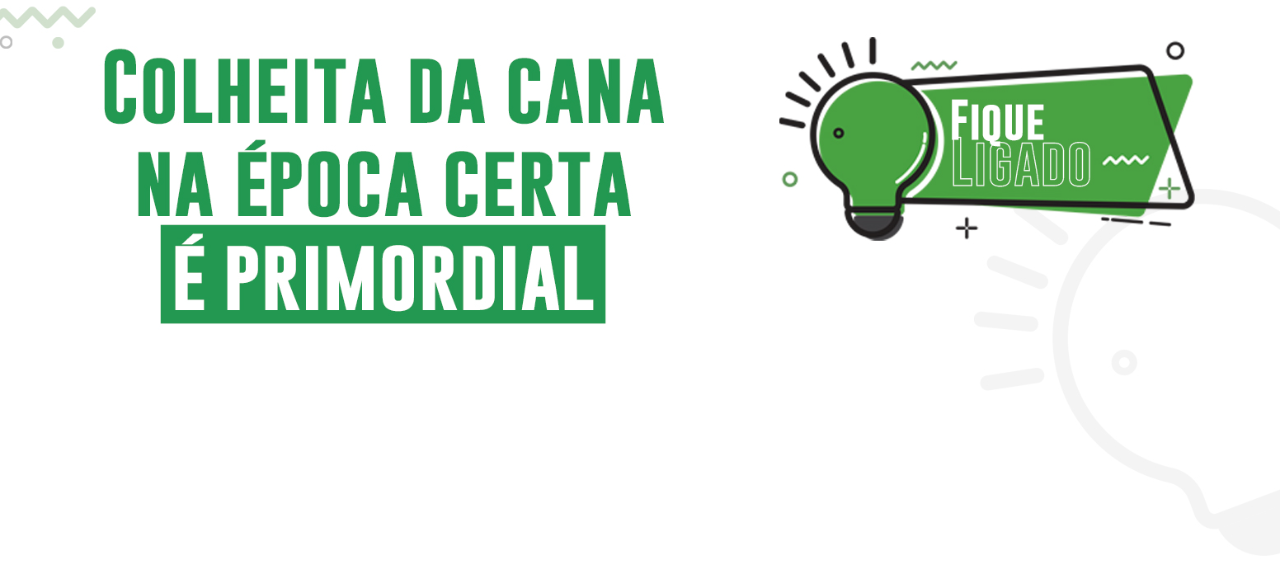 Colheita da cana na época certa é primordial