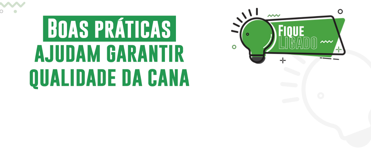 Boas práticas ajudam garantir qualidade da cana