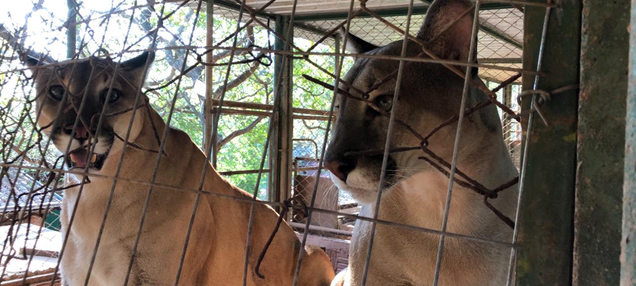 A APASS atende mais de 1.200 animais