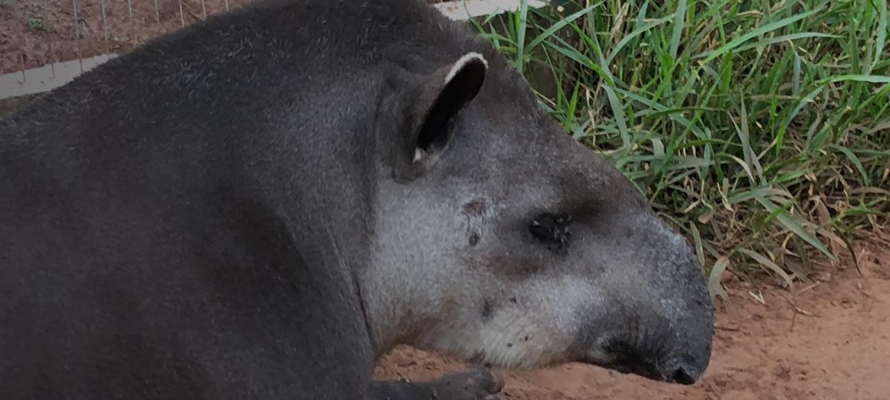 Assocana e APASS: uma parceria que protege e cuida dos animais