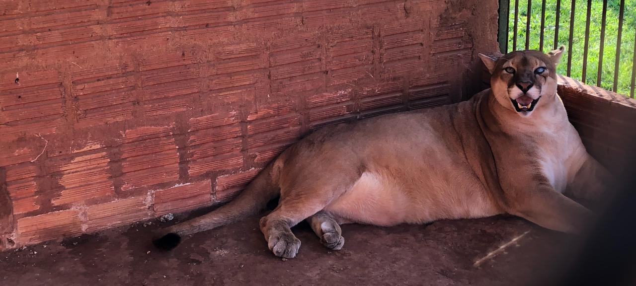Animais feridos e abandonados
