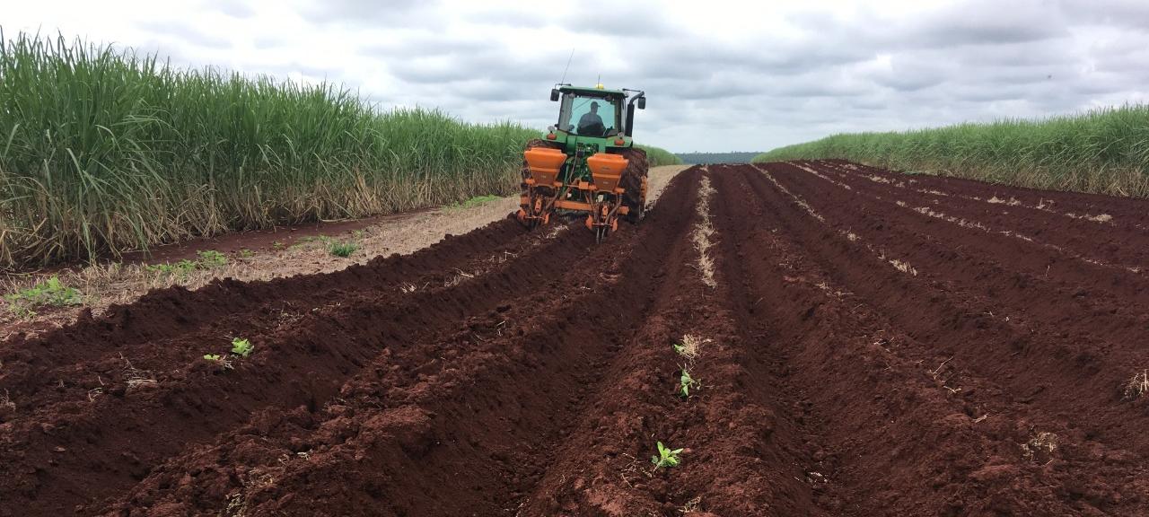 Plantio é a base para os próximos 5 anos