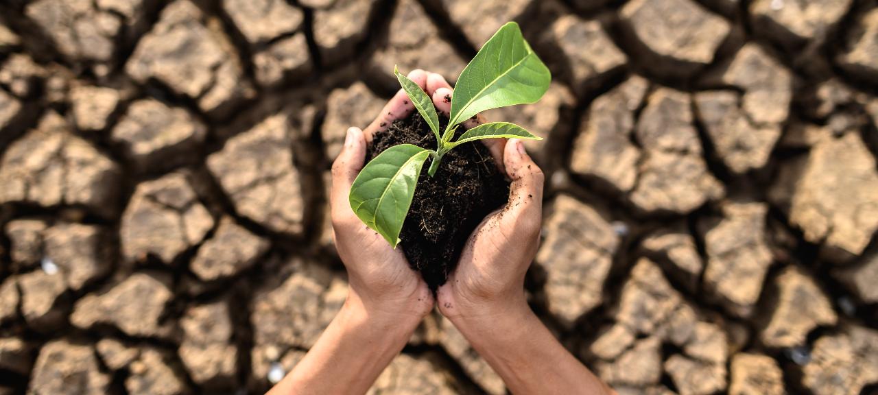 Alimentar bem a planta será primordial daqui para frente