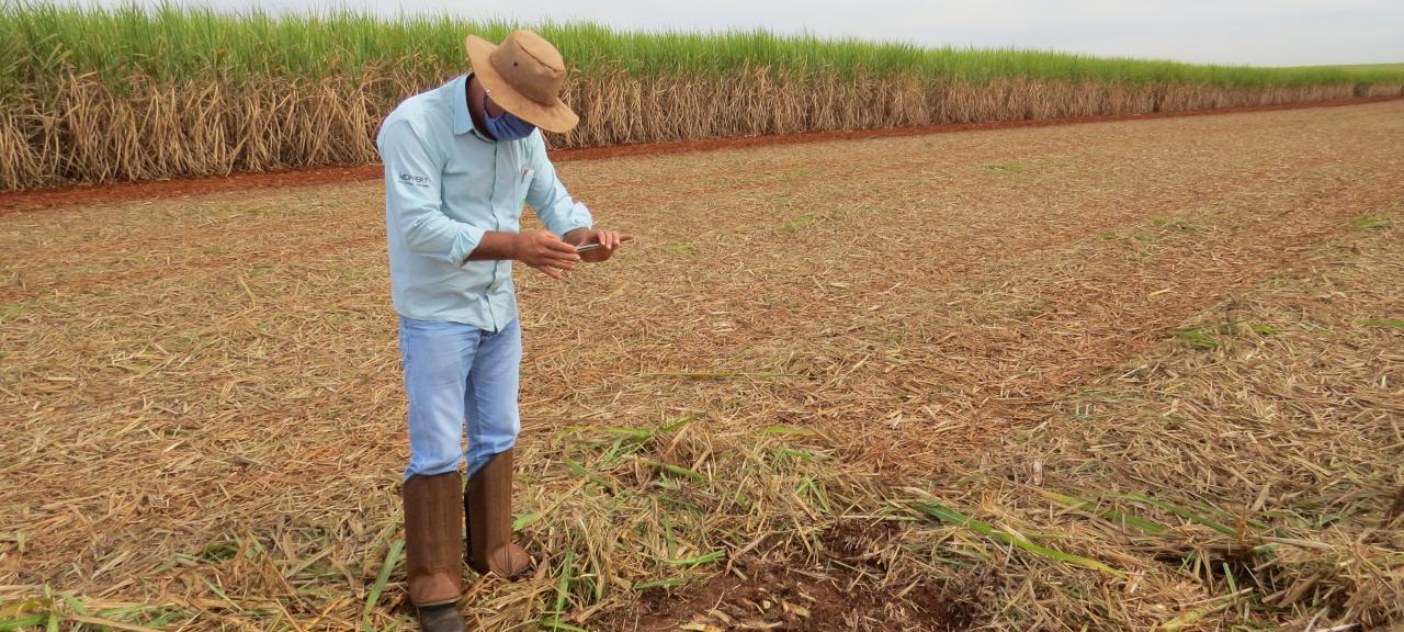Nematoides? Fique atento e chame os técnicos
