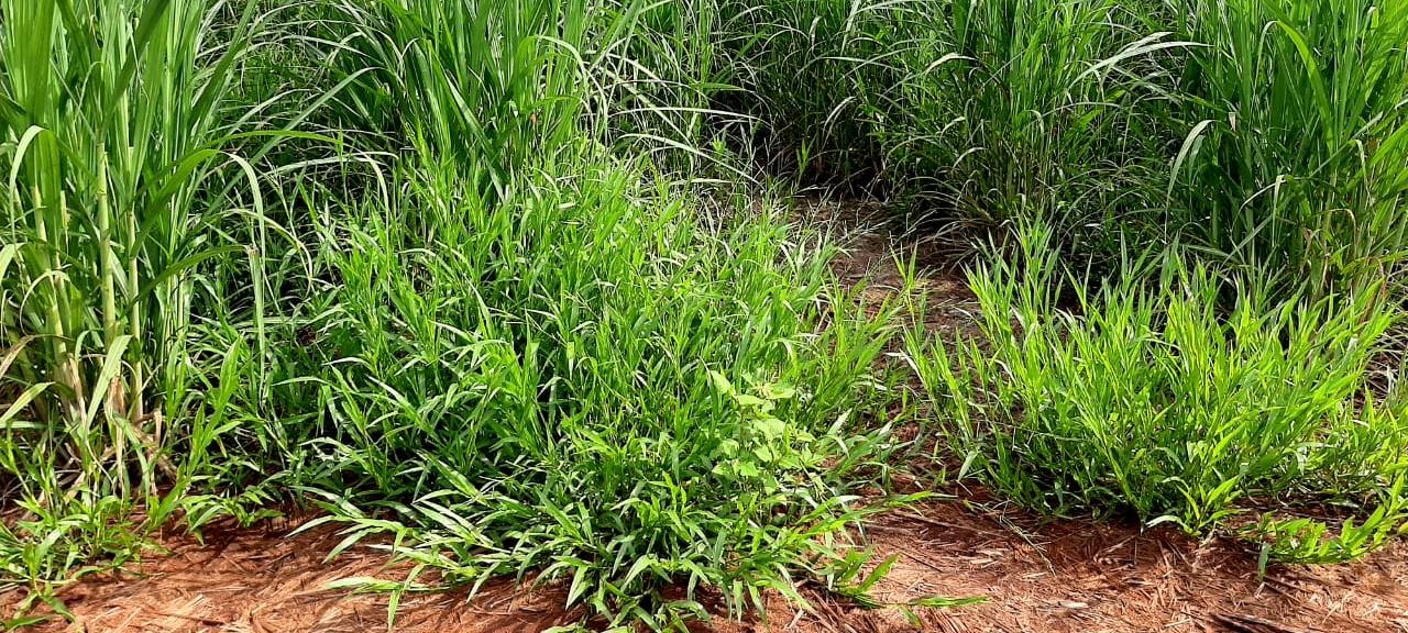 Plantas daninhas podem dividir seus lucros