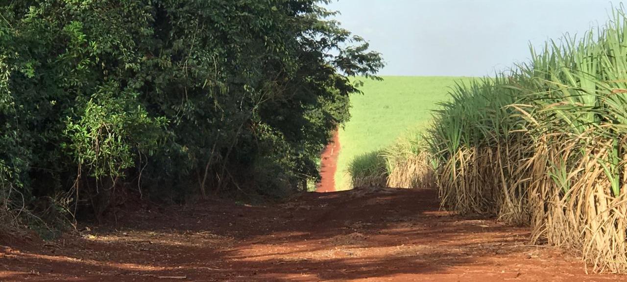 Aceiros previnem incêndios