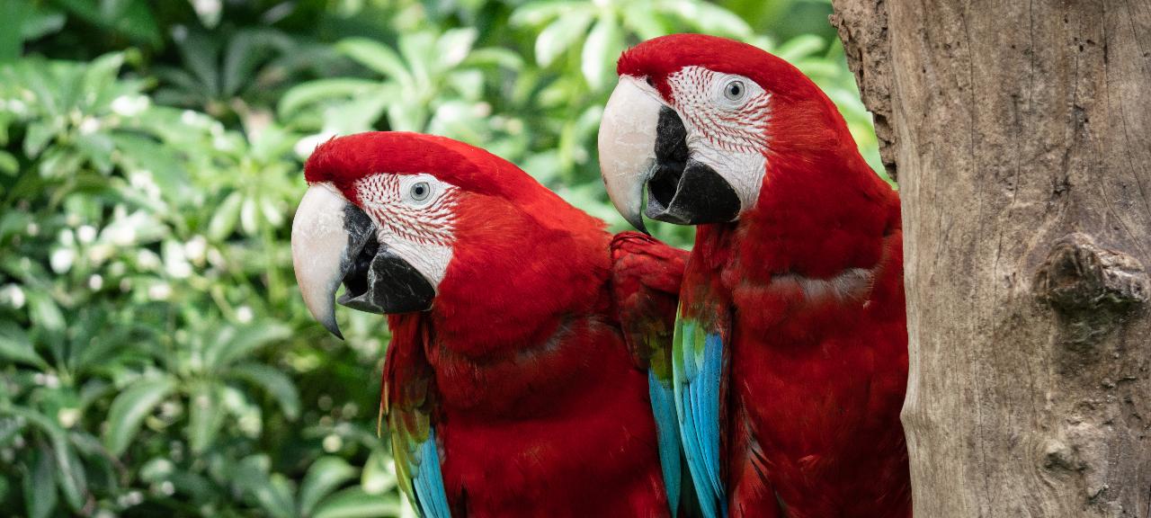 Ajude a proteger os animais