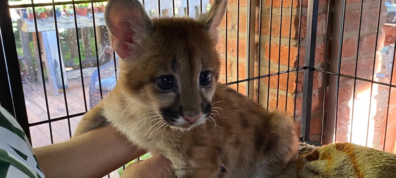 Você avistou algum animal silvestre em situação de risco na sua região?