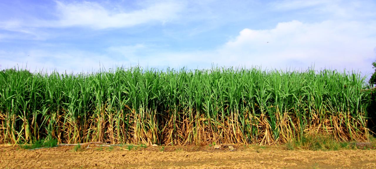 Canaviais são usados como corredor verde