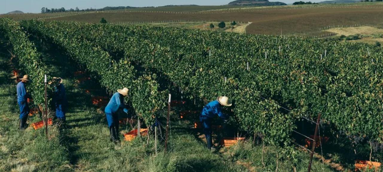 Sobra de vinho no mundo faz plantações de uva serem destruídas