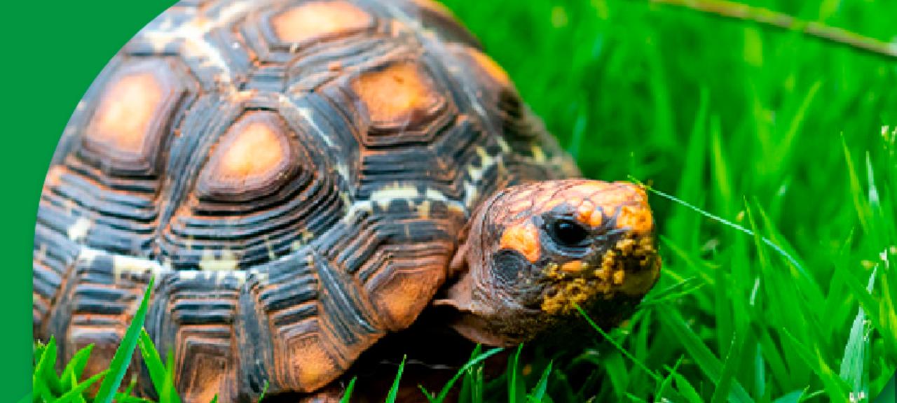 APASS conta com 850 animais, atualmente