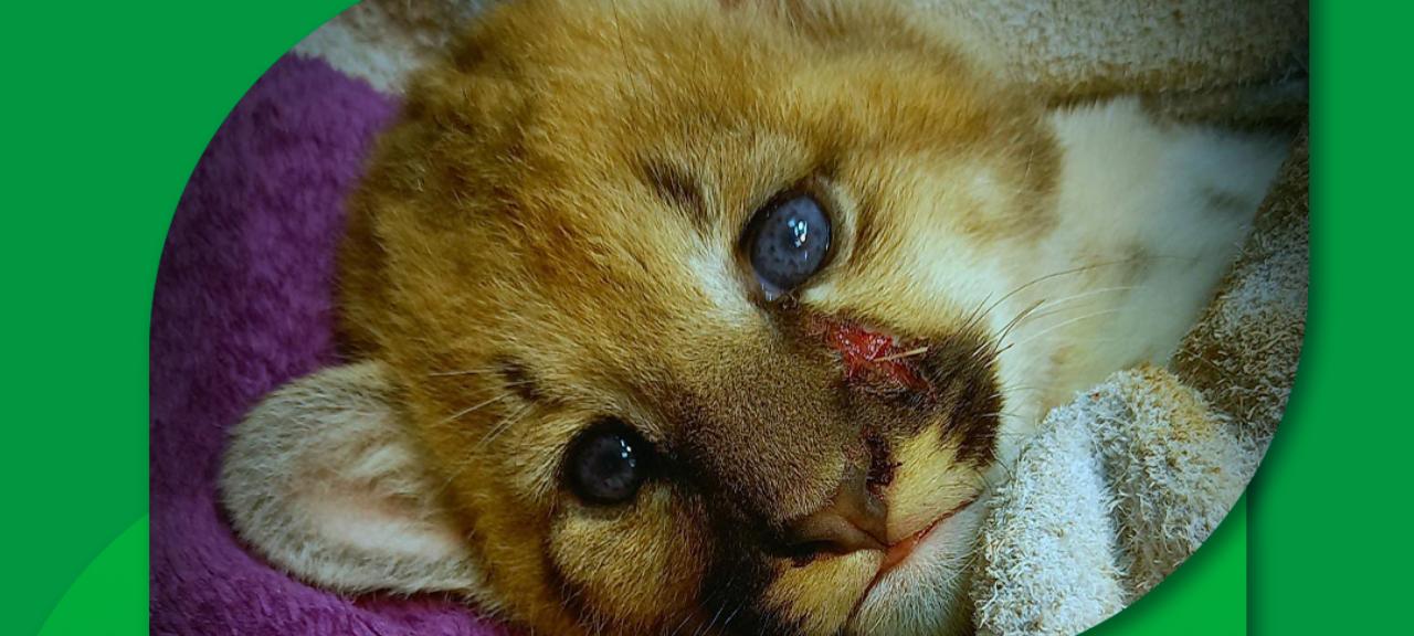 Encontrou animais silvestres feridos ou abandonados?