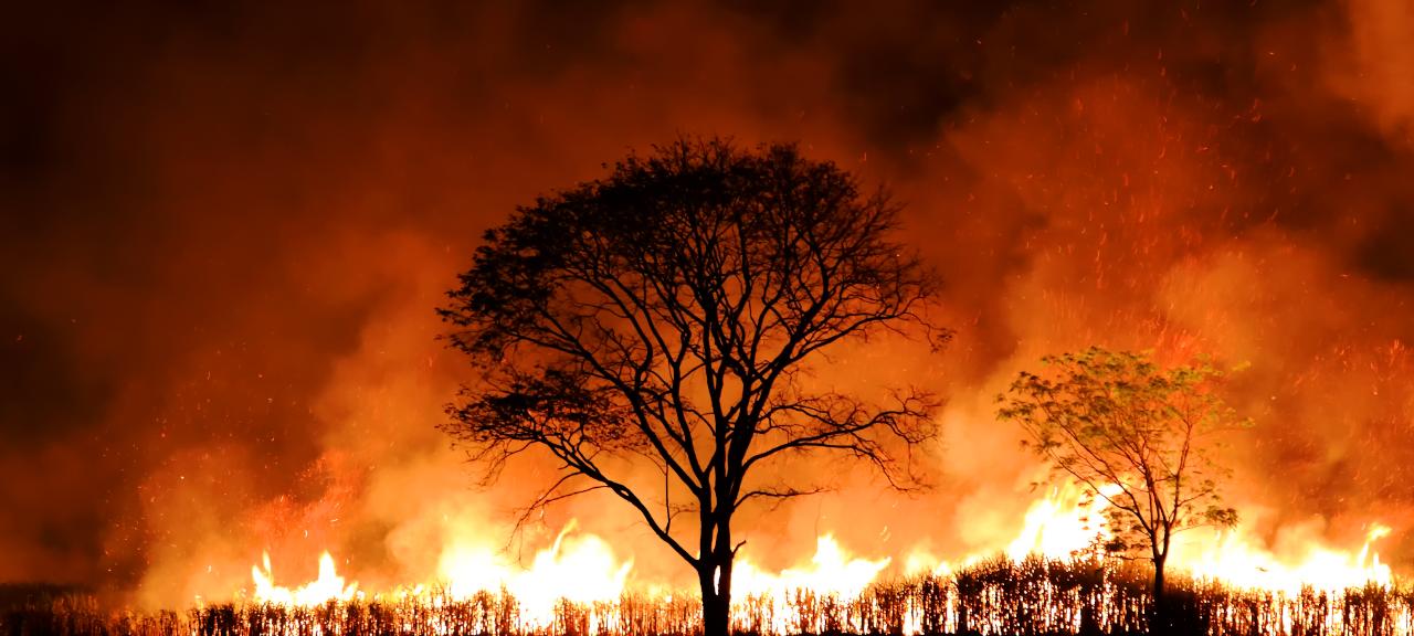 Impacto dos incêndios para os produtores de cana-de-açúcar