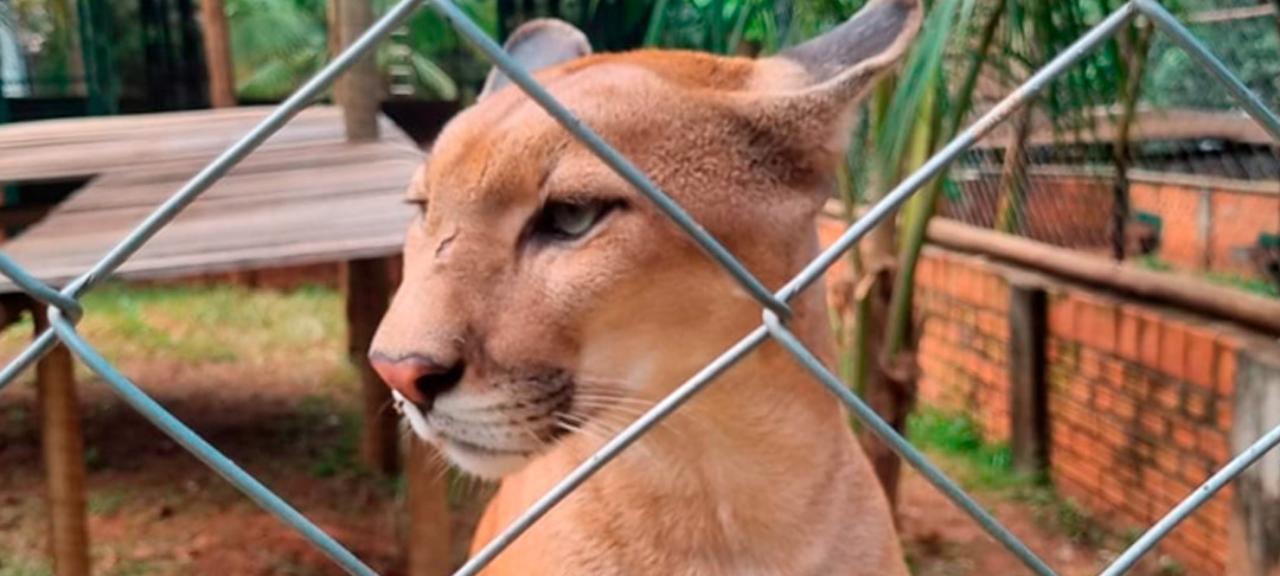 Veja como proteger a vida silvestre nos canaviais