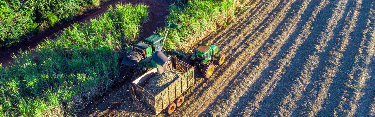 Prejeções da Datagro indicam queda na safra de cana-de-açúcar 25/2026 no Centro-sul