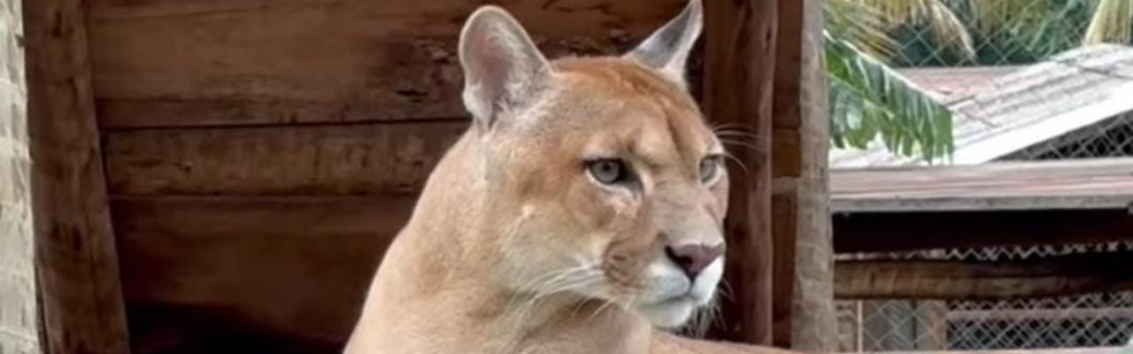 Abril Laranja, Assocana e APASS lado a lado pela vida animal