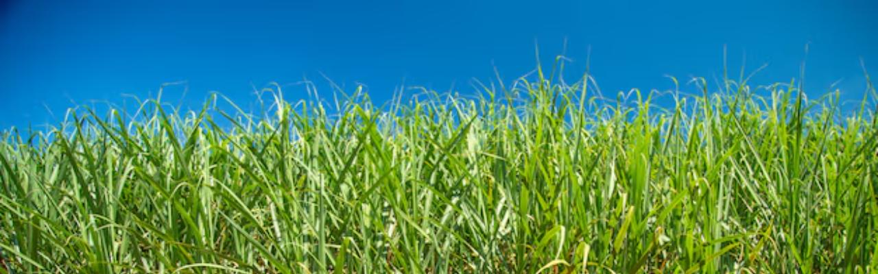 Moagem em 2025/26 começa mais lenta por conta do clima