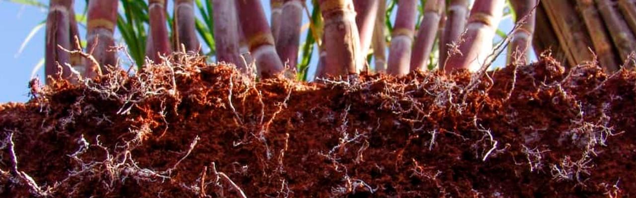 Nematoides: inimigos invisíveis que reduzem a longevidade do canavial