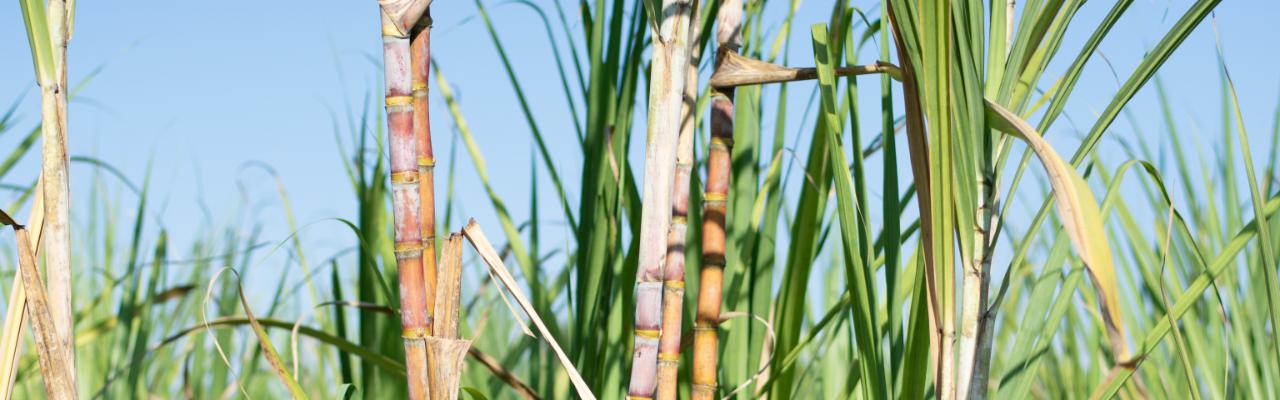 Valorização do real e queda do petróleo pressionam preço da gasolina