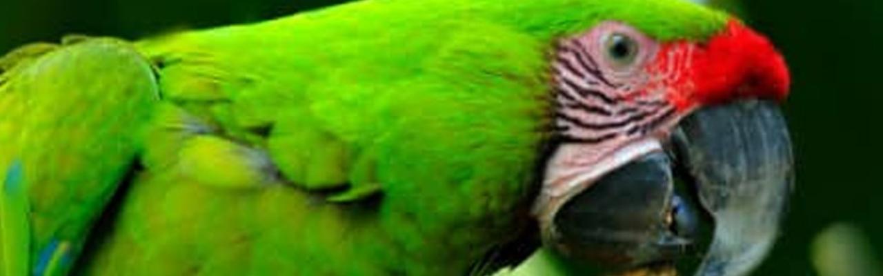 APASS, proteção, cuidado e compromisso com a vida silvestre na região