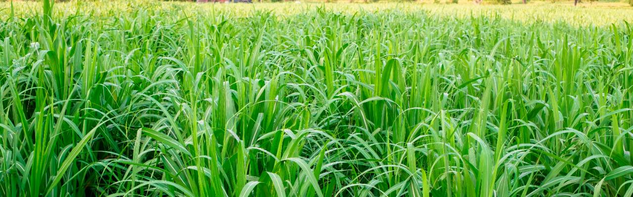 Oferta Global em Alta e Demanda Enfraquecida