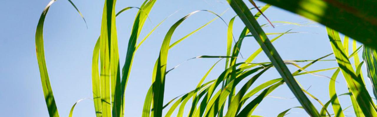 Os 5 fatos da cana para acompanhar em janeiro