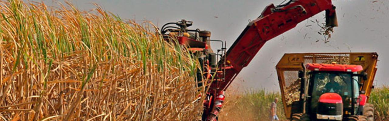 Começo do ano pede atenção no campo