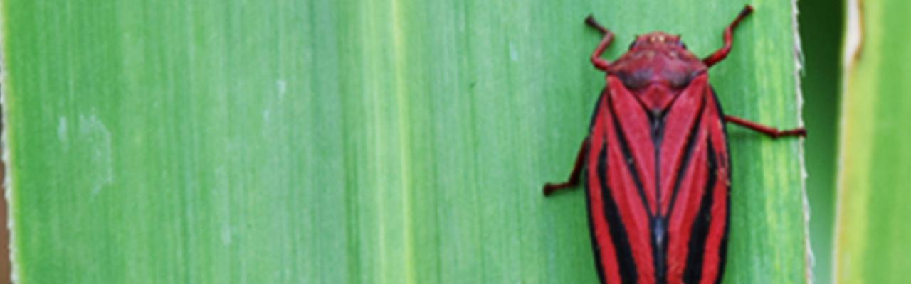 Verão é o período mais crítico devido as pragas da cana