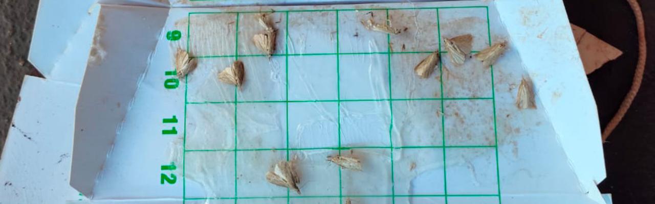 Atenção ao avanço da broca-da-cana